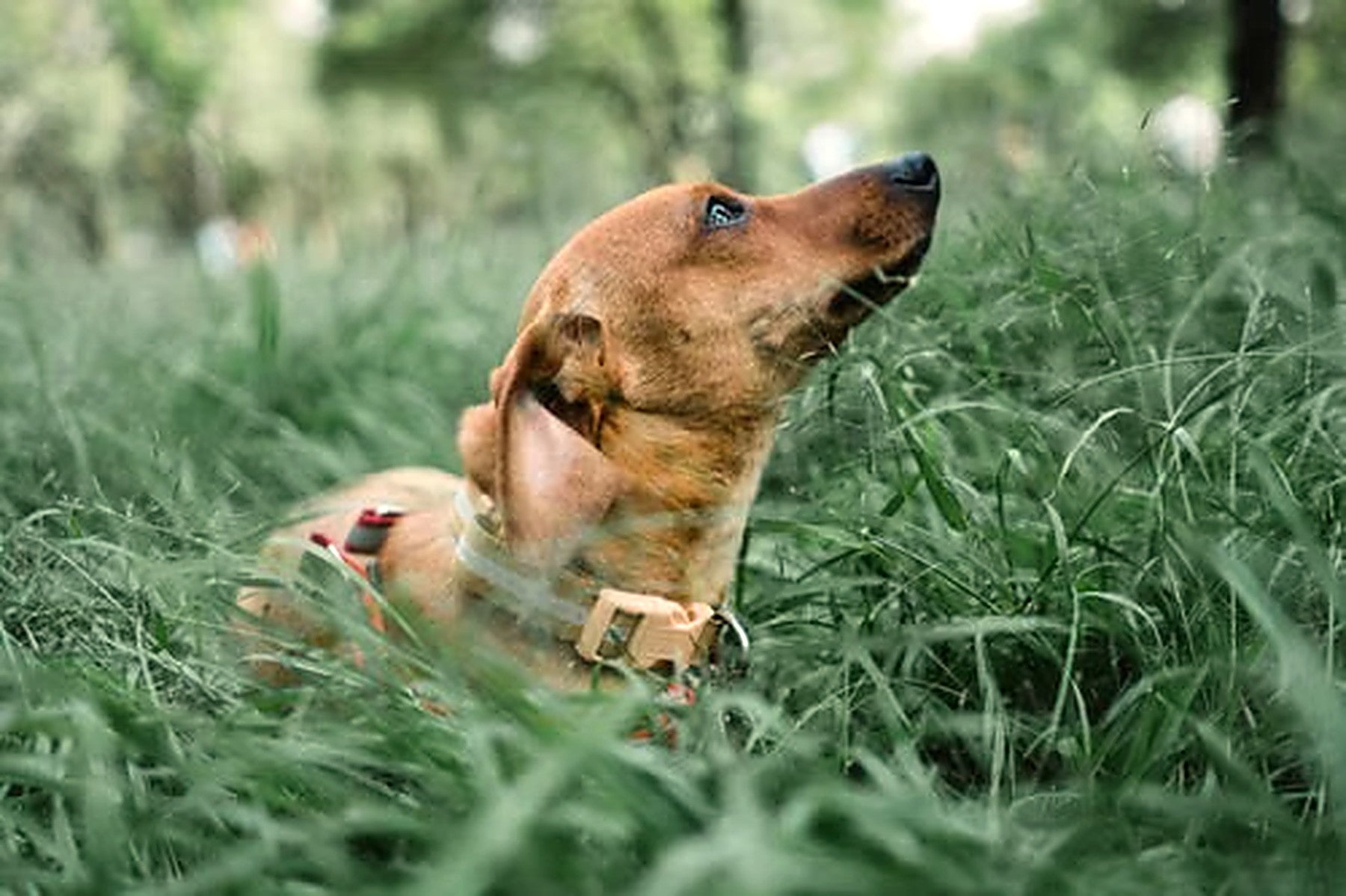 Happy dog relaxing in tall green grass - Pawb hero image