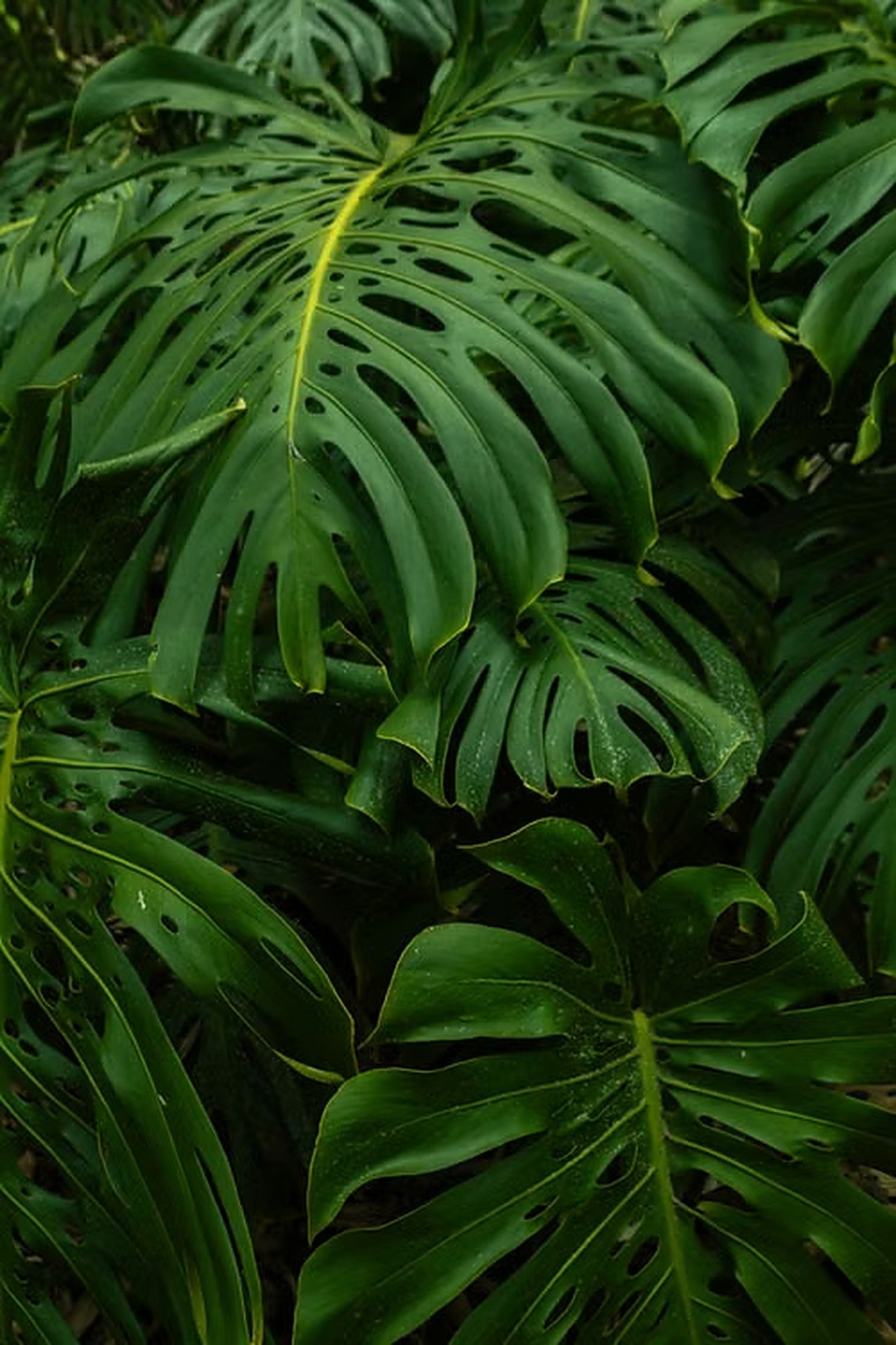 Lush monstera leaves - natural botanical background
